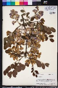 Robinia hispida image