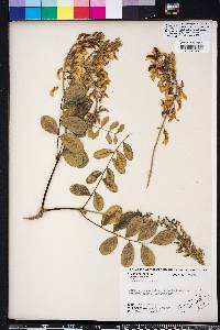 Sophora tomentosa image