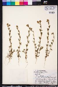 Trifolium arvense image