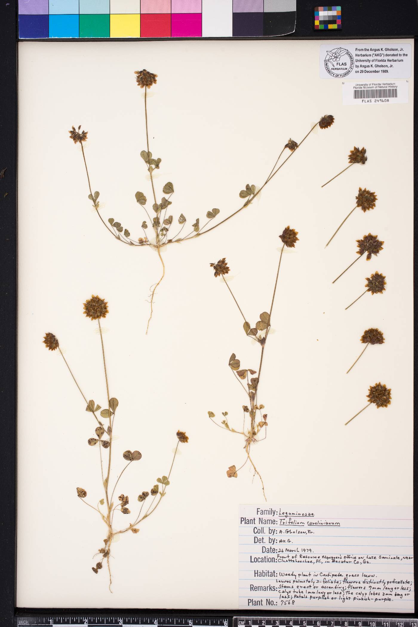 Trifolium carolinianum image