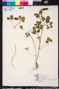 Trifolium incarnatum image