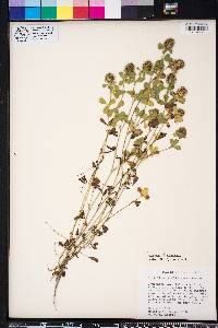 Trifolium lappaceum image