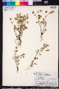 Trifolium nigrescens image