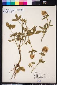 Trifolium vesiculosum image