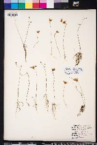 Utricularia gibba image