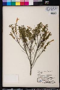 Calamintha coccinea image
