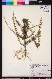 Conradina canescens image