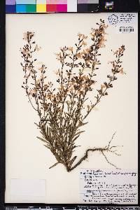 Dicerandra linearifolia var. robustior image