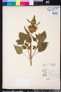 Leonotis nepetifolia image