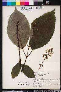 Collinsonia serotina image