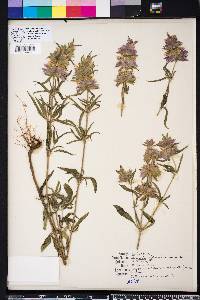 Monarda citriodora image