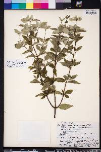 Pycnanthemum albescens image