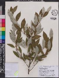 Elaeagnus umbellata image