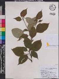 Cornus alternifolia image