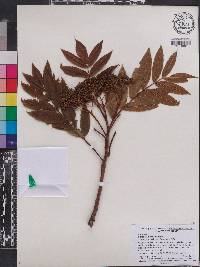 Sorbus americana image