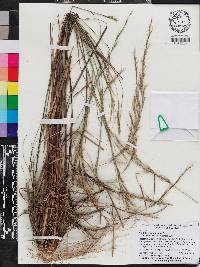 Aristida purpurascens image