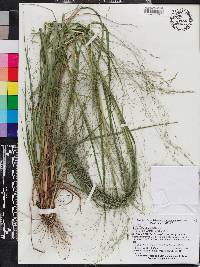 Eragrostis elliottii image