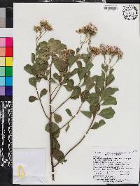 Garberia heterophylla image