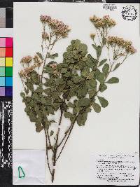 Garberia heterophylla image