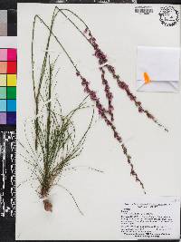 Liatris tenuifolia image