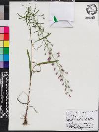 Liatris gracilis image