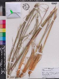 Andropogon brachystachyus image