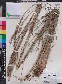 Andropogon virginicus var. glaucus image