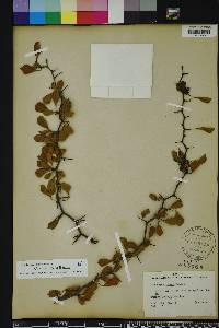 Crataegus michauxii image