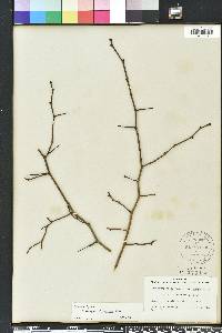 Crataegus pulcherrima image