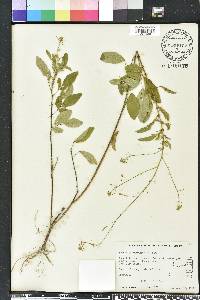 Desmodium tortuosum image