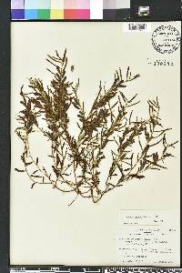 Chamaecrista nictitans var. aspera image