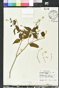 Alternanthera philoxeroides image