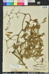 Smilax auriculata image
