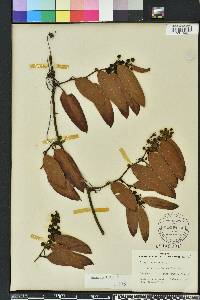 Smilax laurifolia image