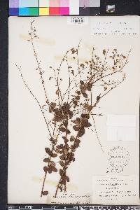 Desmodium ciliare image