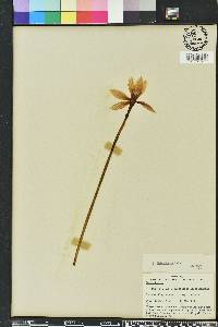 Zephyranthes macrosiphon image