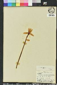 Zephyranthes macrosiphon image