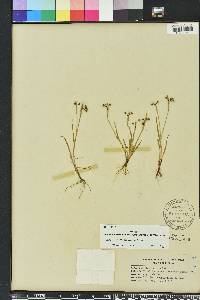 Sisyrinchium rosulatum image