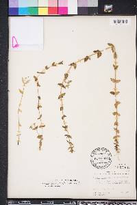 Tragiola pilosa image