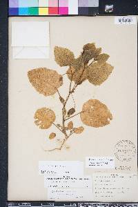 Tragiola pilosa image