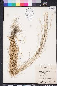 Aristida purpurascens image