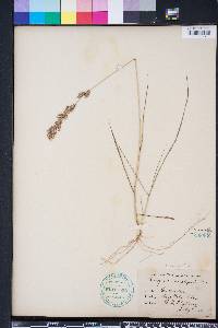 Eragrostis secundiflora image