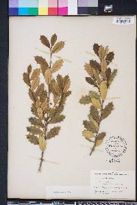 Ilex opaca var. arenicola image