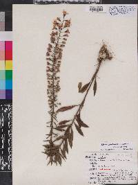 Liatris gholsonii image