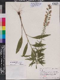 Liatris gholsonii image