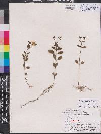 Rhexia parviflora image