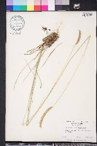 Ctenium aromaticum image