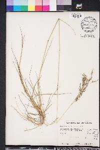 Eragrostis atrovirens image