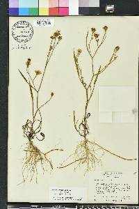 Symphyotrichum tenuifolium image