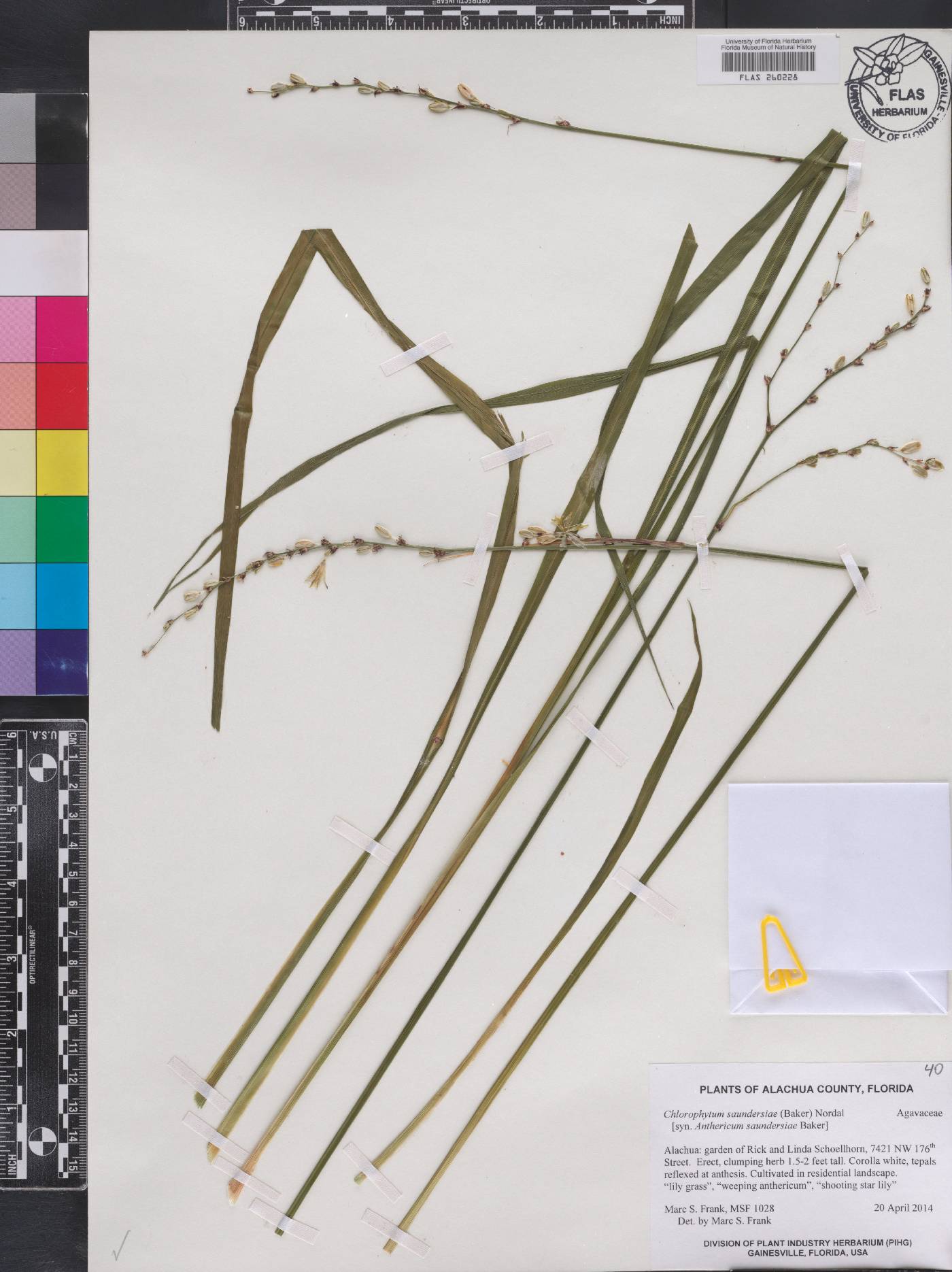Chlorophytum saundersiae image
